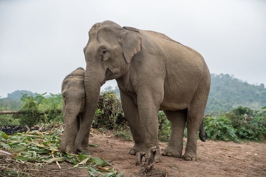 Elephant sanctuary