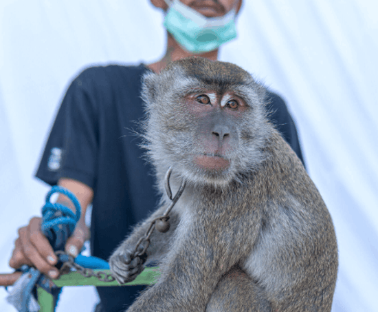 Jono, a monkey in captivity for the dancing monkey trade