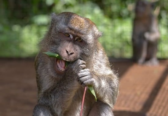 Jono, a rescued monkey eating juicy leaves