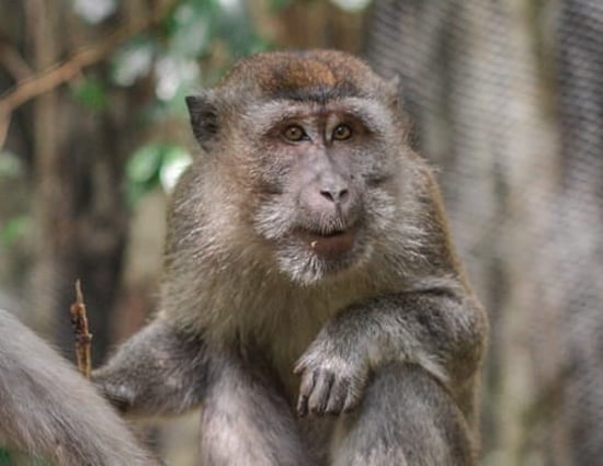 Jono, the rescued monkey returning to the wild