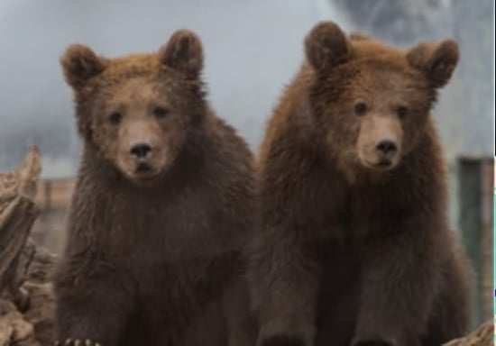 Bear cubs at Libearty