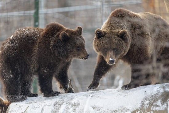 Alpina the bear and her cub, Elaine, in the snow at Libearty Sanctuary