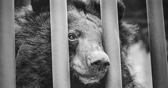 Bear on a bile farm, China