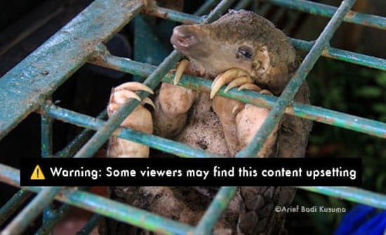 Pangolin captured in a cage