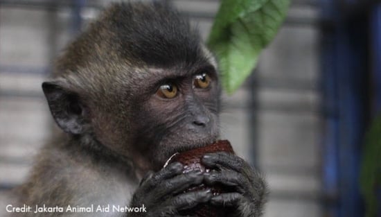 Rescued dancing monkey
