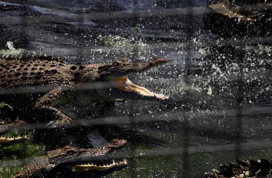 Crocodile skin farm