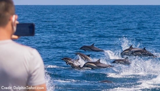 Dolphin watching at Dana Point