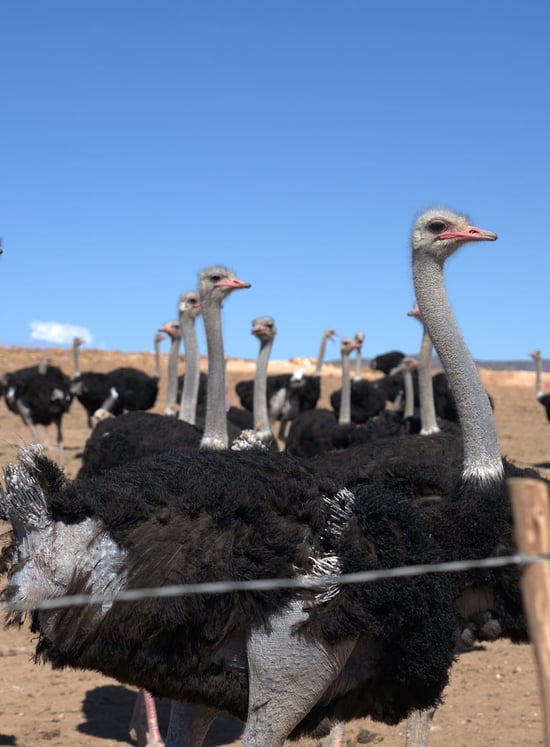 Plucked and pecked male ostrich on a farm