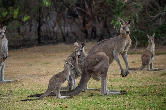 Kangaroos in Mallacoota, Australia