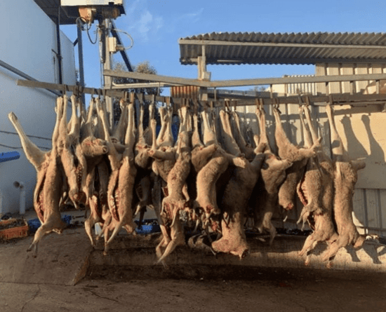 Kangaroo bodies strung up, Victoria