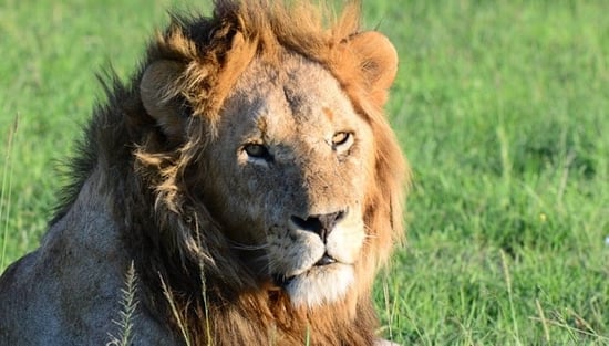 Lion, Kenya