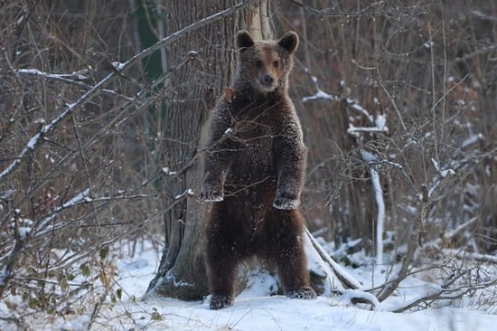 Luci the bear in snow at Libearty Sanctuary
