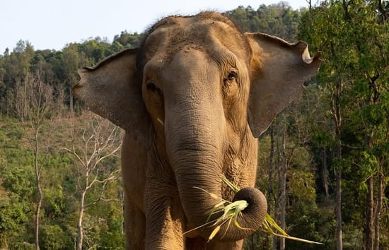 Mae Gorgae, an elephant at ChangChill in Chiang Mai