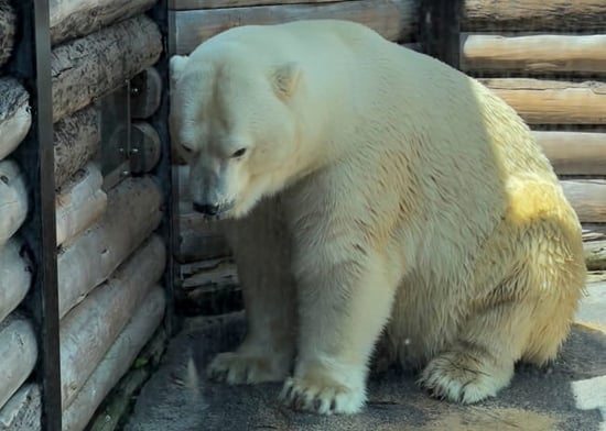 Polar bear in captivity at Sea World Australia