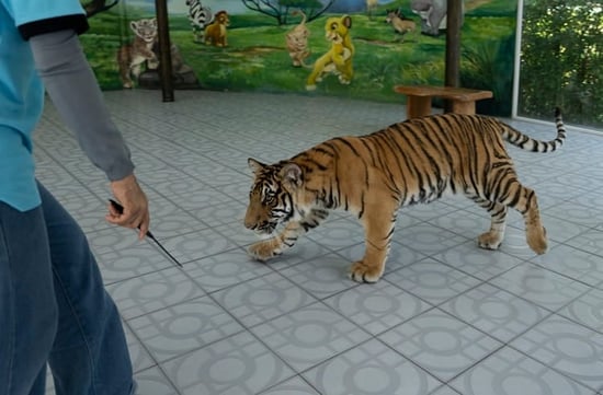 Thunder the tiger in captivity at a lion park in Thailand