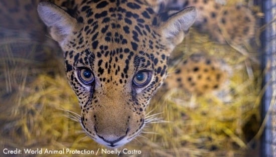 Xama jaguar