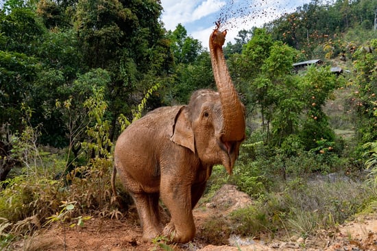 Mae  Mayura the elephant in the dirt at a sanctuary