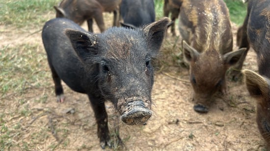 Pluto the pig in mud with other pigs