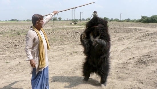 Bear dancing, India