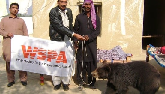 Bear rescue