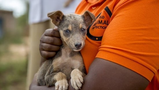 Dog vaccination, Kenya