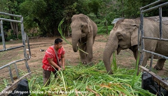 Elephant Peace Project