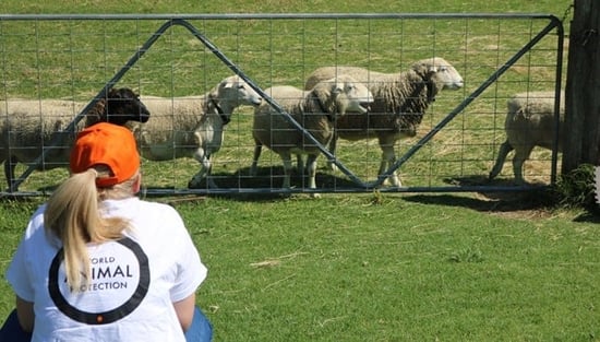 Moo to ewe sheep