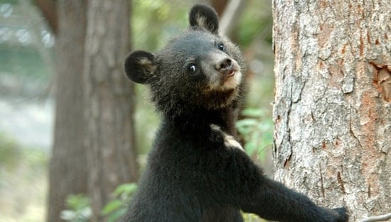 Bear, South Korea