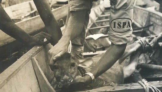 Suriname animal rescue