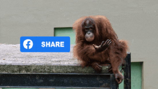 Orangutan at Bakas Adventure and Elephant Park in Bali