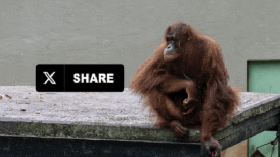 Orangutan in captivity at Bakas Adventure and Elephant Park in Bali