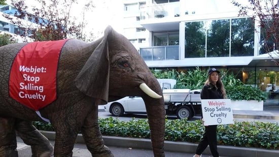 Eesha the ‘elephant’ sends Webjet a strong message