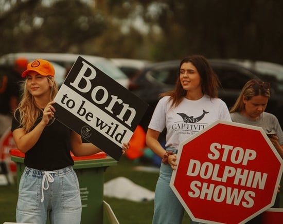 Dolphin captivity protest