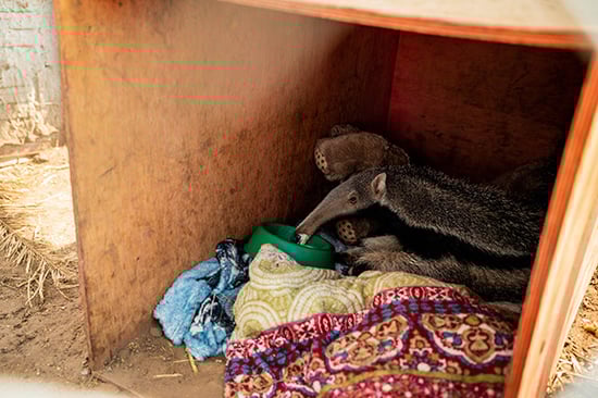 Baby giant anteater.