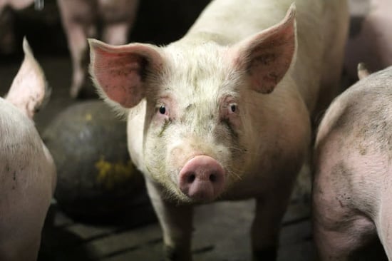 pig
