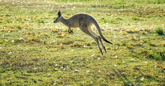 kangaroo hopping 