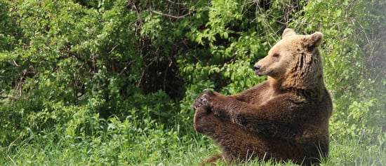 A bear at the Libearty sanctuary, Romania