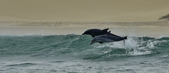 Wild dolphins in Algoa Bay, South Africa