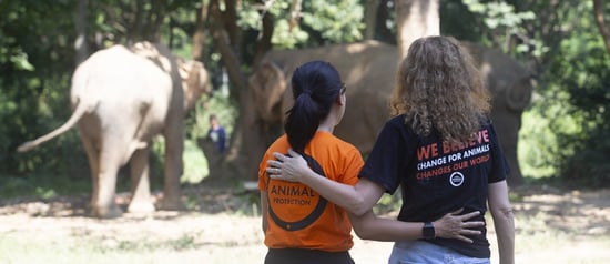 Somboon elephant sanctuary