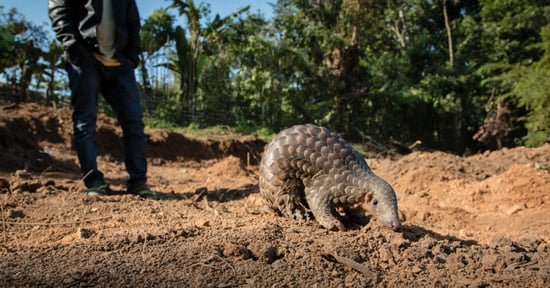 pangolin, India