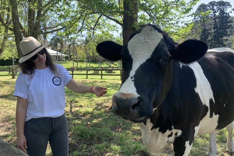 Cow at Moo to Ewe Sanctuary
