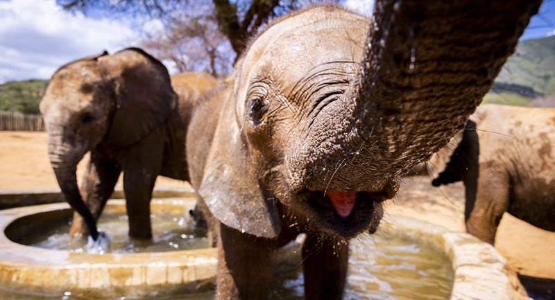 Baby elephant Reteti