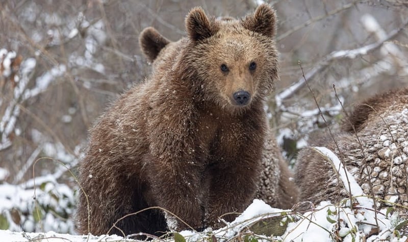 Rescued baby bear Alain makes himself at home in Libearty’s new bear cub enclosure