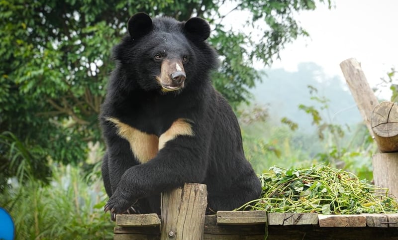 Rescued bear sits on a platform at sanctuary