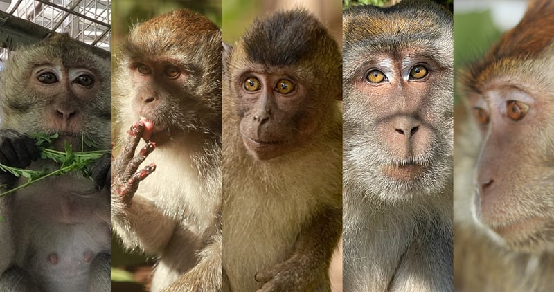 Rescued dancing monkeys