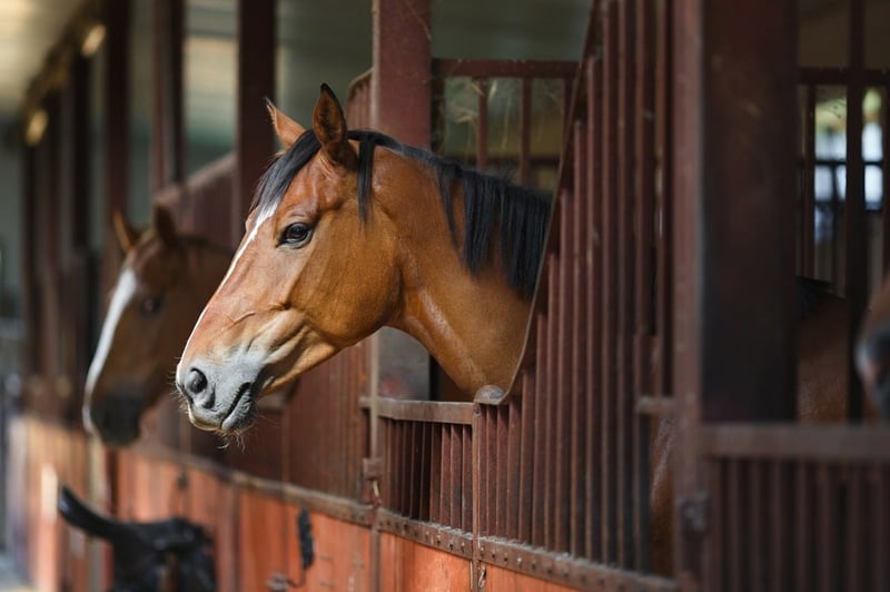 Horse in the stable