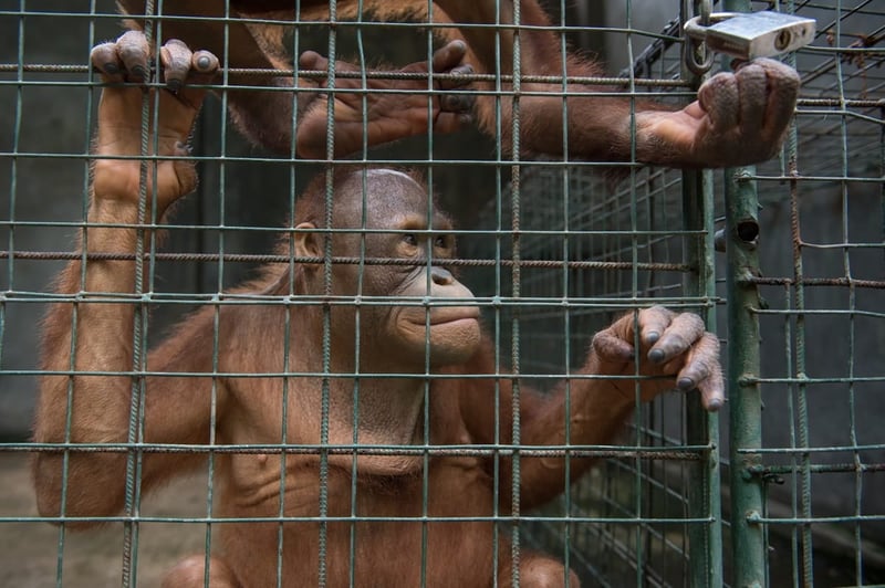 Jenni and Jonni, captive orangutans at Bakas Adventure and Elephant Park in Bali