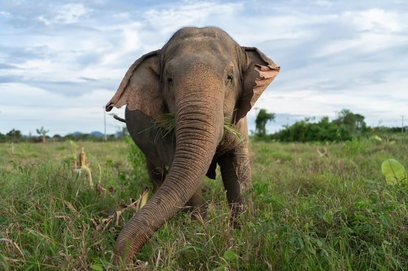 Kammoon the elephant at Somboon Legacy Foundation in Thailand