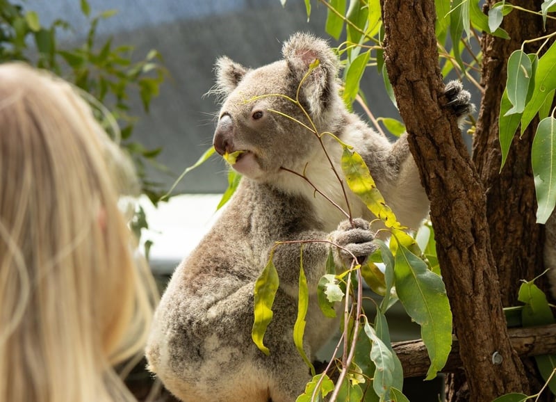 Koala at a venue