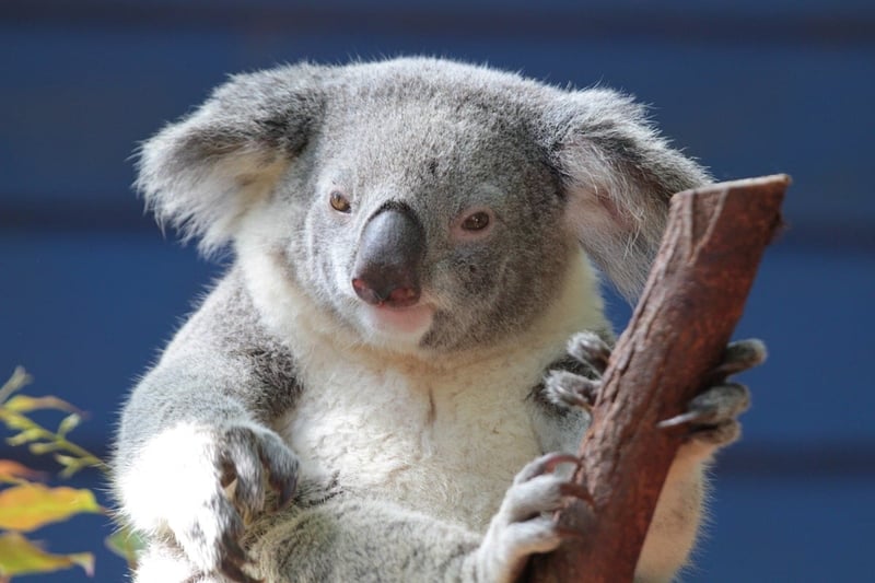 Koala in viewing enclosure at Dreamworld